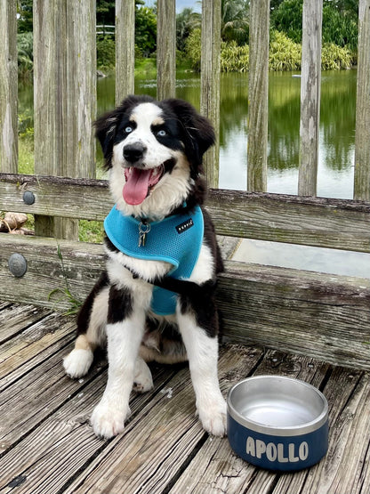 Border collie puppy sitting beside a navy steel pet bowl engraved with the name Apollo
