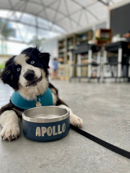 Border collie puppy with its navy engraved Apollo pet bowl in a garden center